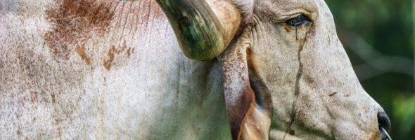 landis gyr g470 user manual