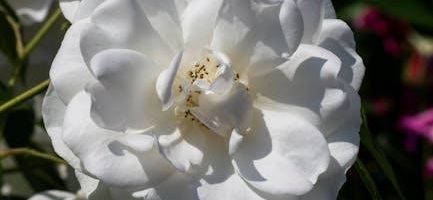 radical forgiveness worksheet pdf