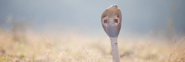 cobra fi2000 adjustment instructions