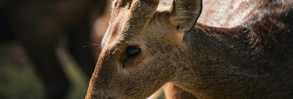 ninja nerd notes pdf free download