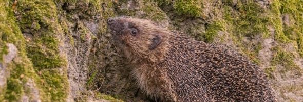 sonic the hedgehog 3 manual