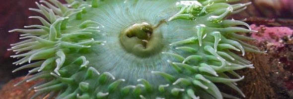 looking for alaska novel pdf