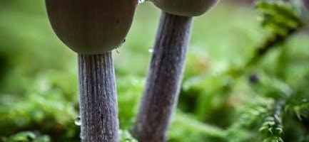 the sociopaths among us and how to avoid them pdf