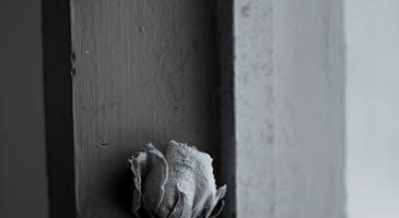 pilkington obscure glass brochure pdf