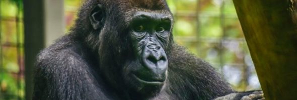 ap environmental science mcq pdf