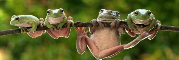 book eat that frog pdf